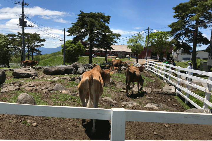 山梨県清里高原での合宿